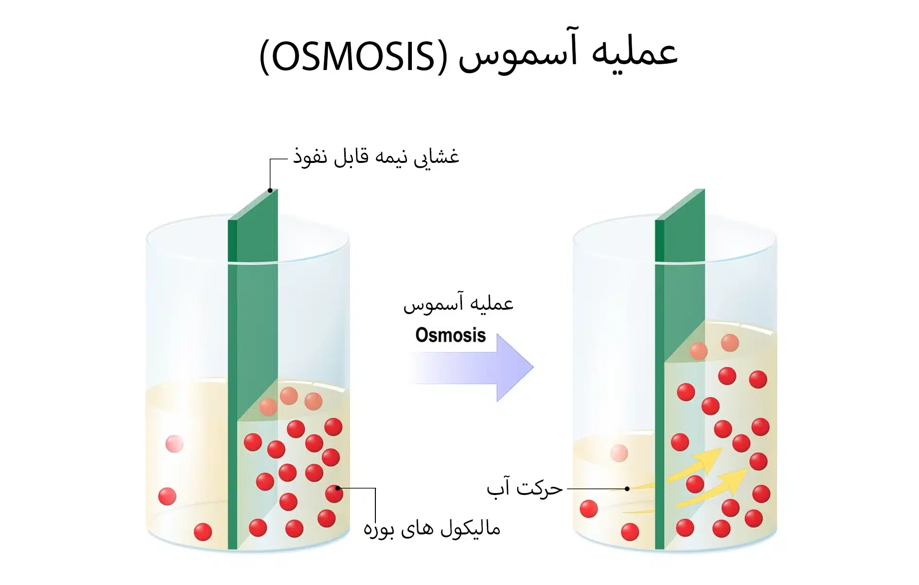 تصویری از انجام عملیه آسموس که محلول آب و بوره میباشد و از یک غشای نیمه قابل نفوذ برای حرکت آب استفاده میشود