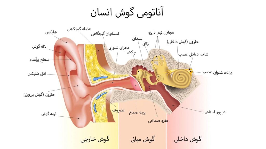 آناتومی گوش انسان: تشریح تمام اجزای گوش بیرونی، گوش میانی و گوش داخلی
