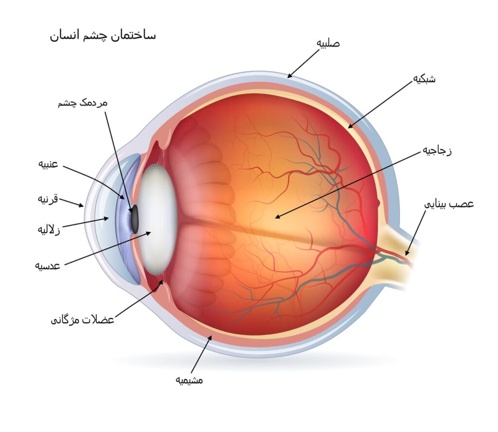 تصویری از ساختمان داخلی چشم که اجزایی مانند: صلبیه، شبکیه، زجاجیه ، عصب بینایی، مردمک جشم، عنبیه، قرنیه، زلالیه، عدسیه، عضلات مژگانی و مشیمیه را نشان میدهد