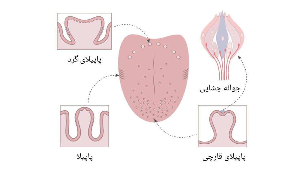 تشریح غدوات زبان